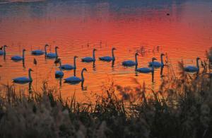 來約！萬只白天鵝在三門峽等你